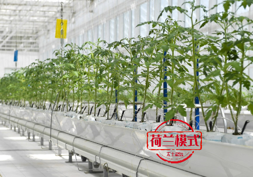 荷蘭模式無土栽培蔬菜種植設(shè)備生產(chǎn)廠家